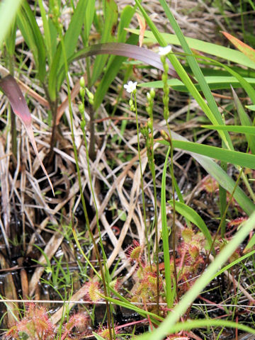 Drosera rotundifolia