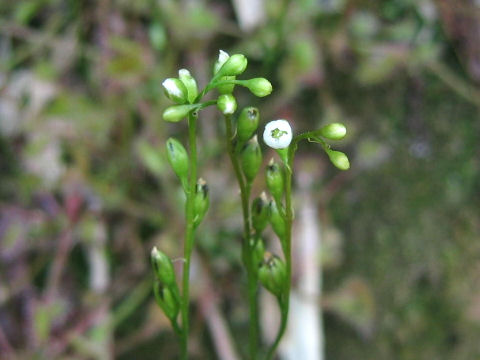 Drosera rotundifolia