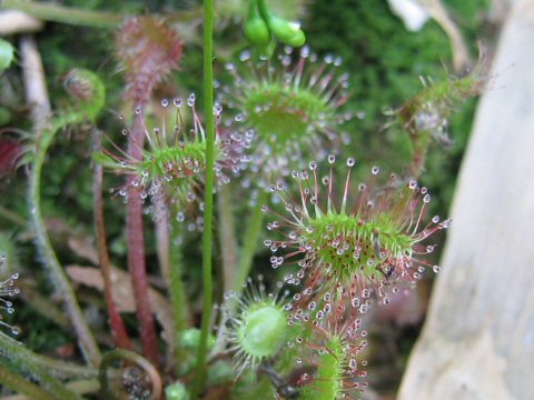 Drosera rotundifolia