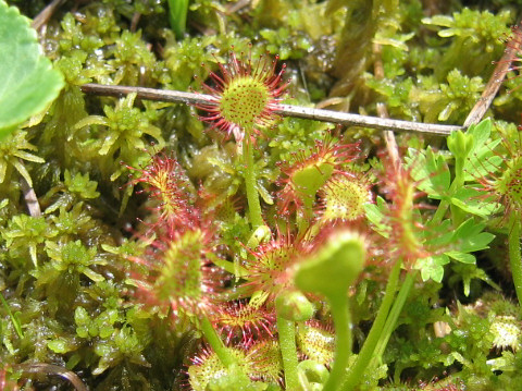 Drosera rotundifolia