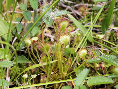 Drosera rotundifolia