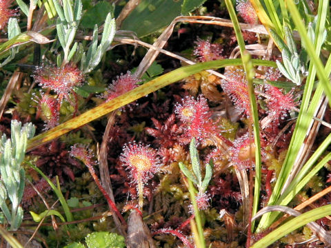 Drosera rotundifolia