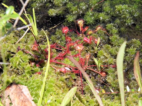 Drosera rotundifolia