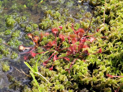 Drosera rotundifolia