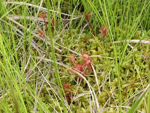 Drosera rotundifolia