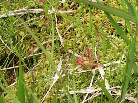 Drosera rotundifolia