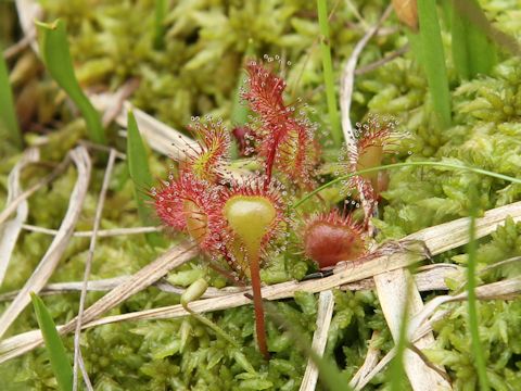 Drosera rotundifolia