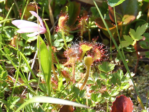 Drosera rotundifolia