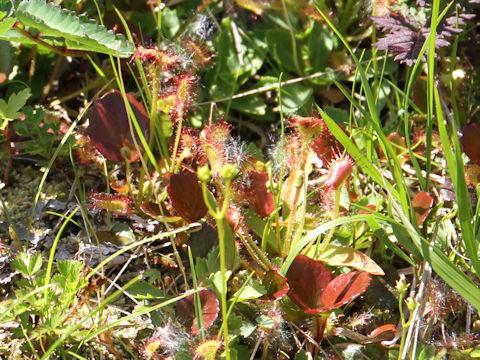 Drosera rotundifolia