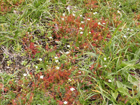 Drosera rotundifolia