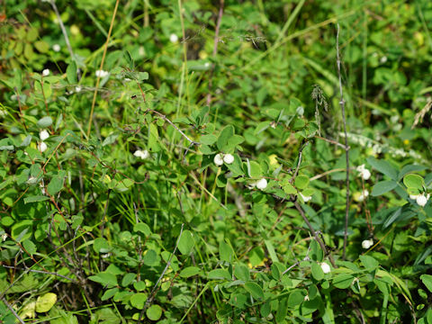 Symphoricarpos oreophilus