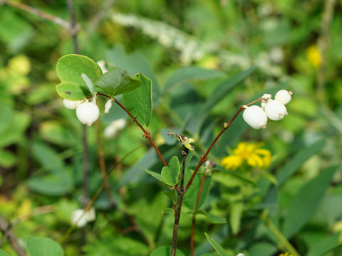 Symphoricarpos oreophilus