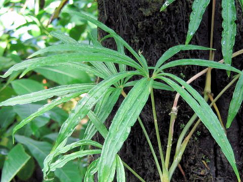 Anthurium polyschistum