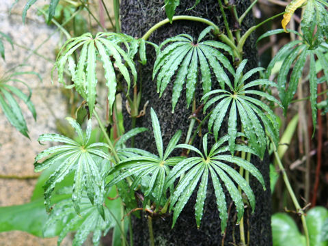 Anthurium polyschistum