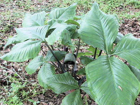 Arisaema ringens