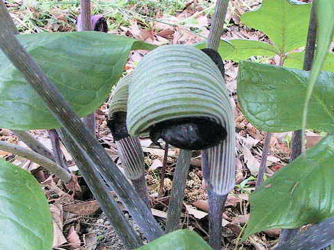 Arisaema ringens