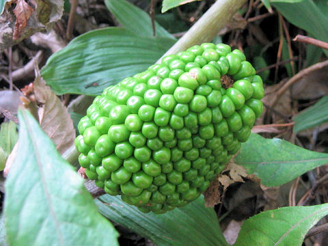 Arisaema ringens