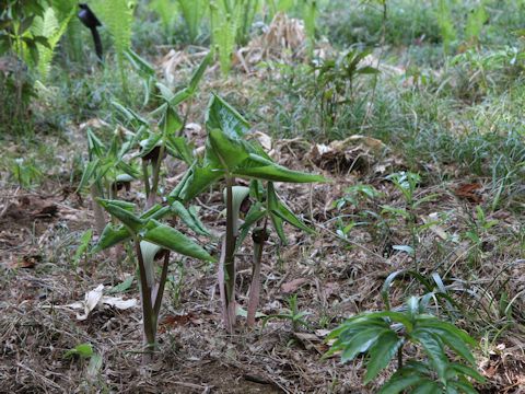 Arisaema ringens