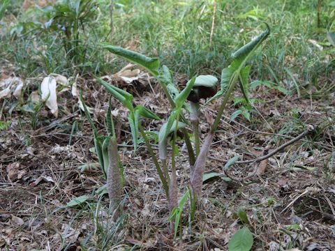 Arisaema ringens