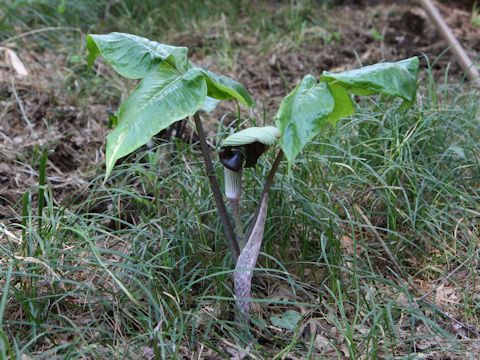 Arisaema ringens