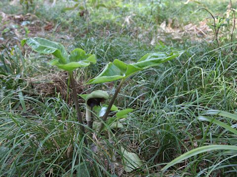 Arisaema ringens