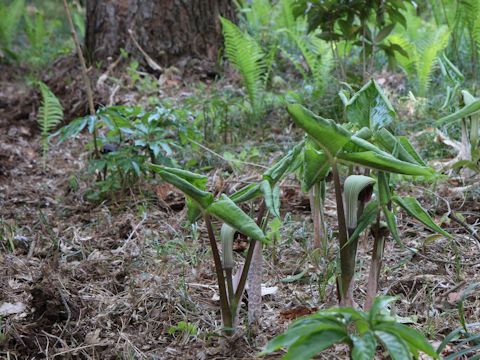 Arisaema ringens