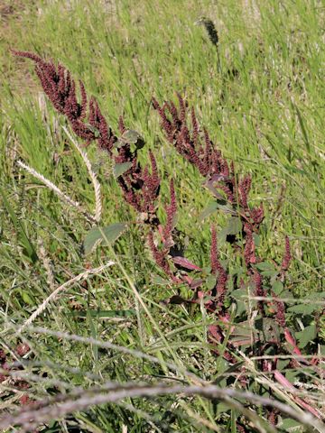 Amaranthus patulus