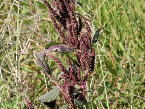 Amaranthus patulus