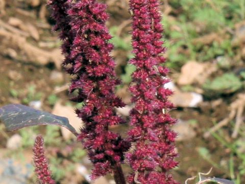 Amaranthus patulus