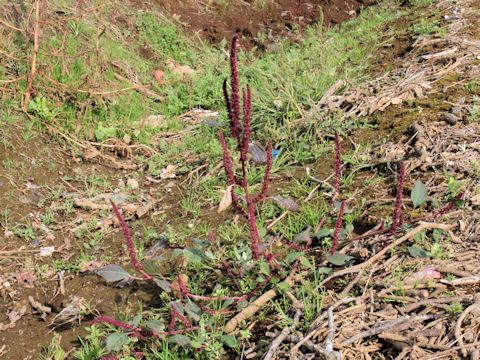 Amaranthus patulus