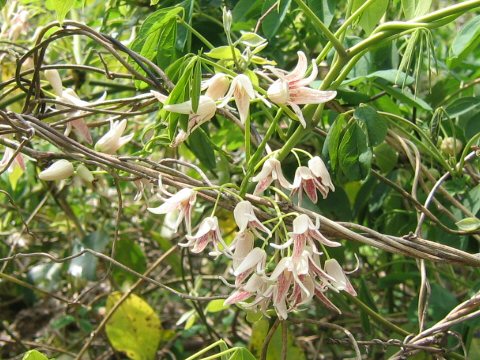 Stauntonia hexaphylla