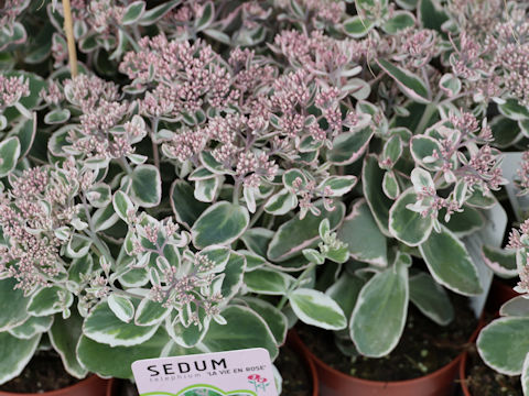 Hylotelephium pallescens cv. La Vie en Rose'