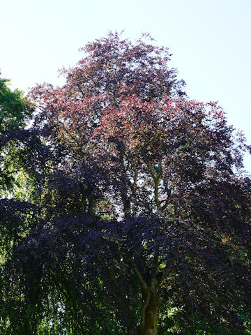 Fagus sylvatica f. purpurea