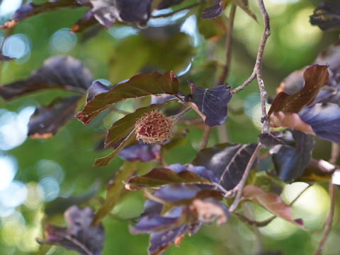 Fagus sylvatica f. purpurea