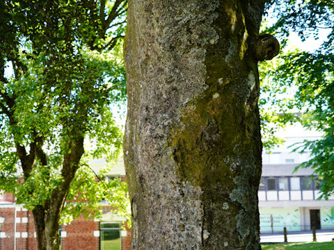 Fagus sylvatica f. purpurea