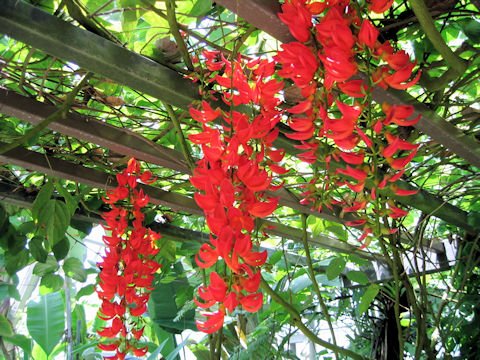 Mucuna albertisii