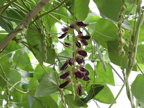 Mucuna pruriens