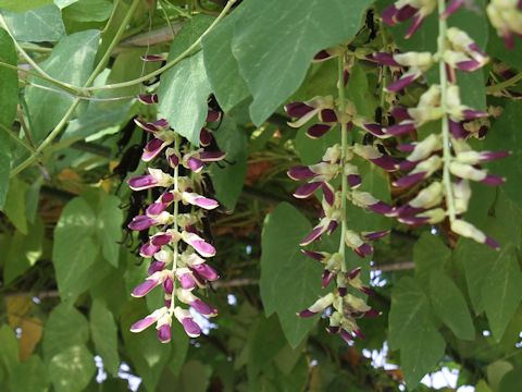 Mucuna pruriens