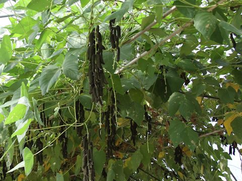 Mucuna pruriens