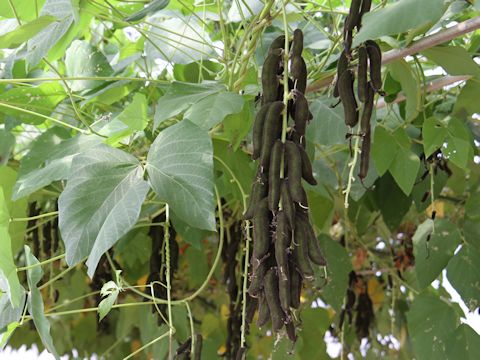 Mucuna pruriens