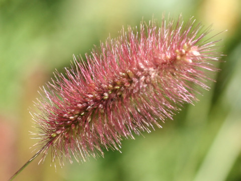 Setaria viridis ssp. minor f. misera