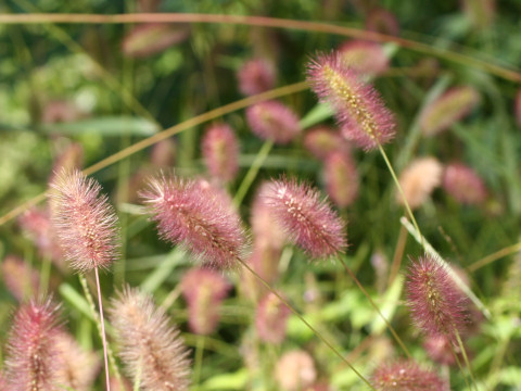 Setaria viridis ssp. minor f. misera