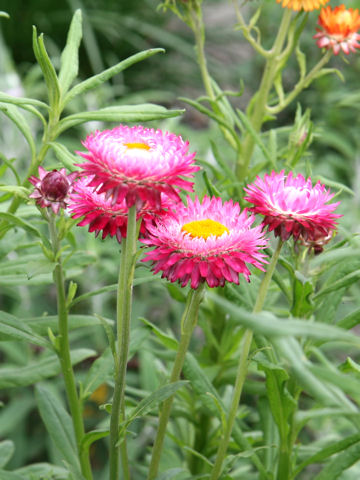 Helichrysum bracteatum