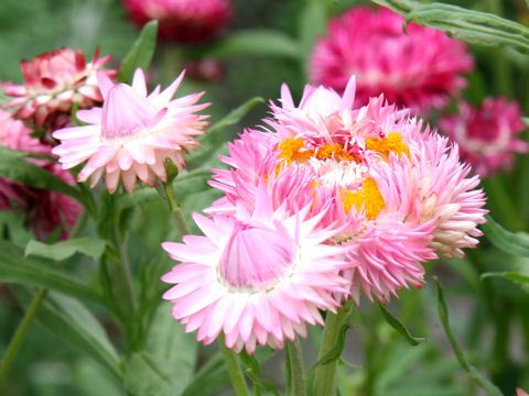 Helichrysum bracteatum