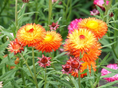 Helichrysum bracteatum