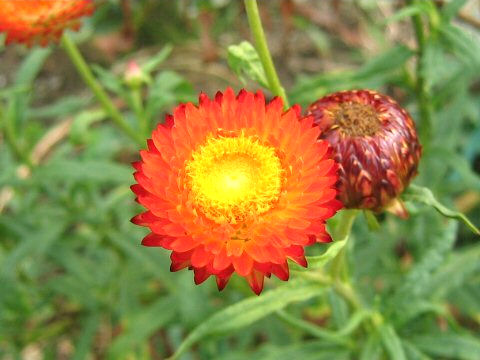 Helichrysum bracteatum