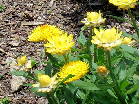 Helichrysum bracteatum cv. Strawburst Yellow