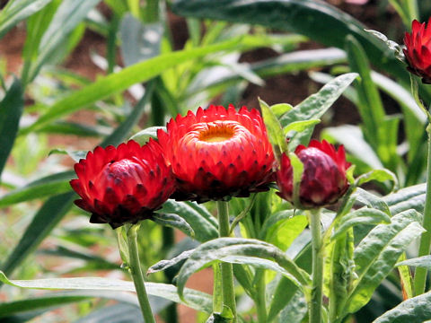 Helichrysum bracteatum