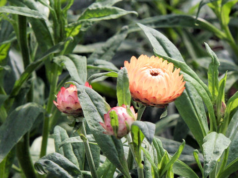 Helichrysum bracteatum