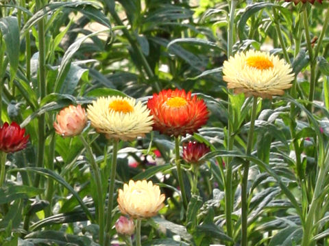 Helichrysum bracteatum